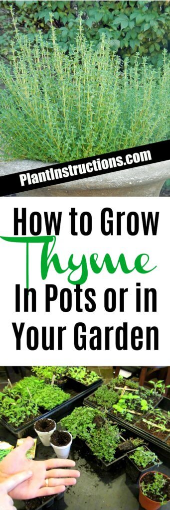 How to Grow Thyme