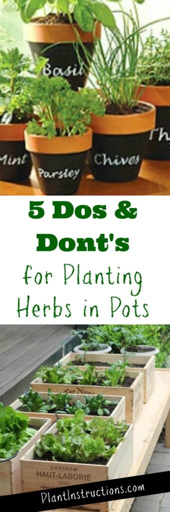 Planting Herbs