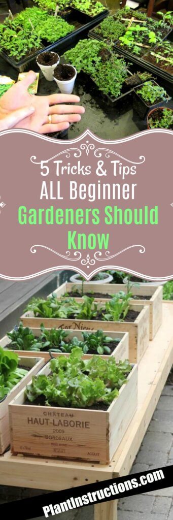 Tricks for Beginner Gardeners