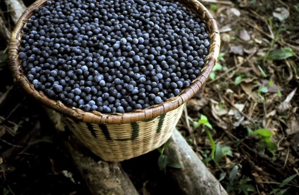 acai berries