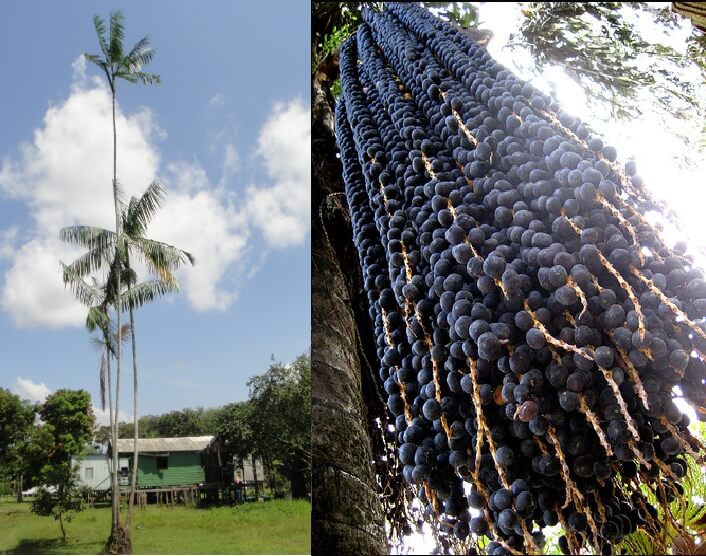 acai berry palm