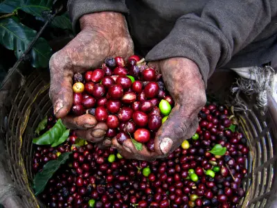 coffee beans harvest