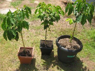 coffee plants in pots