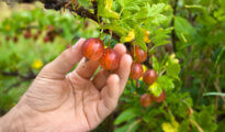 8 Best Container Grown Berries