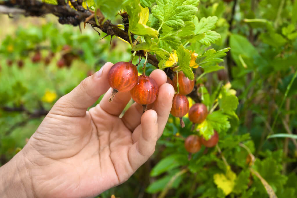 gooseberries