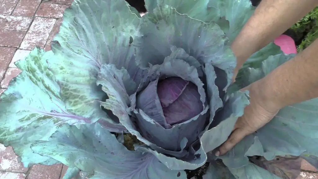 harvesting red cabbage