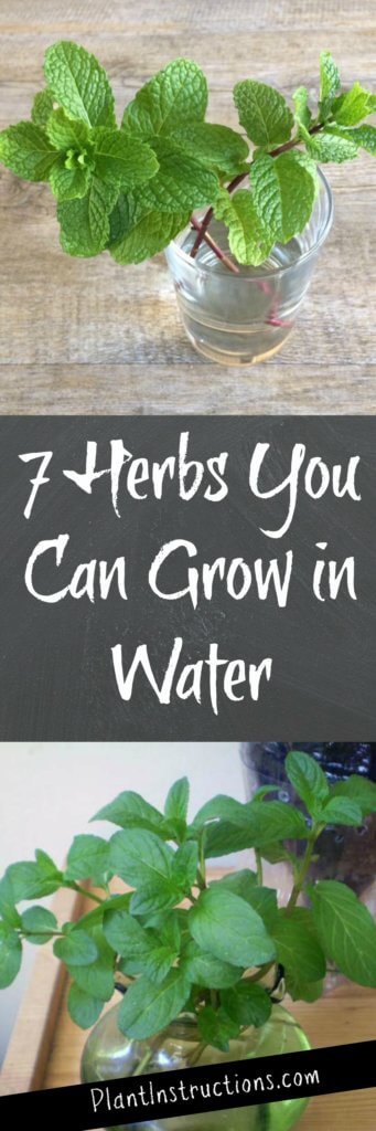 herbs that grow in water