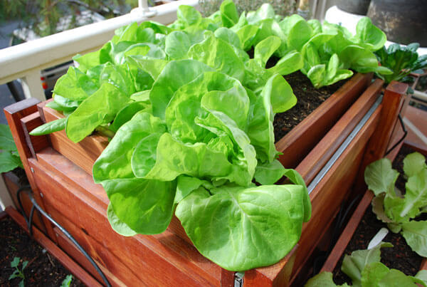 indoor lettuce