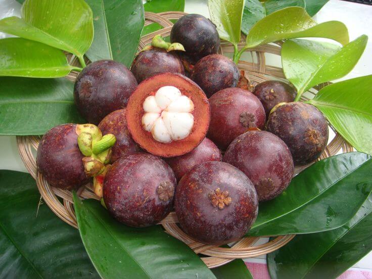 mangosteen fruit