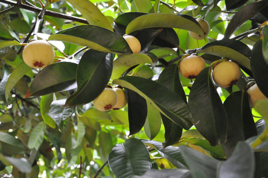 mangosteen tree