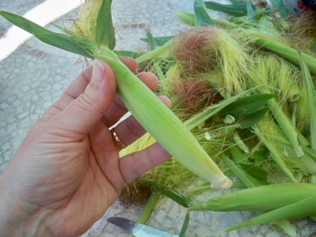 Baby corn plant Idea