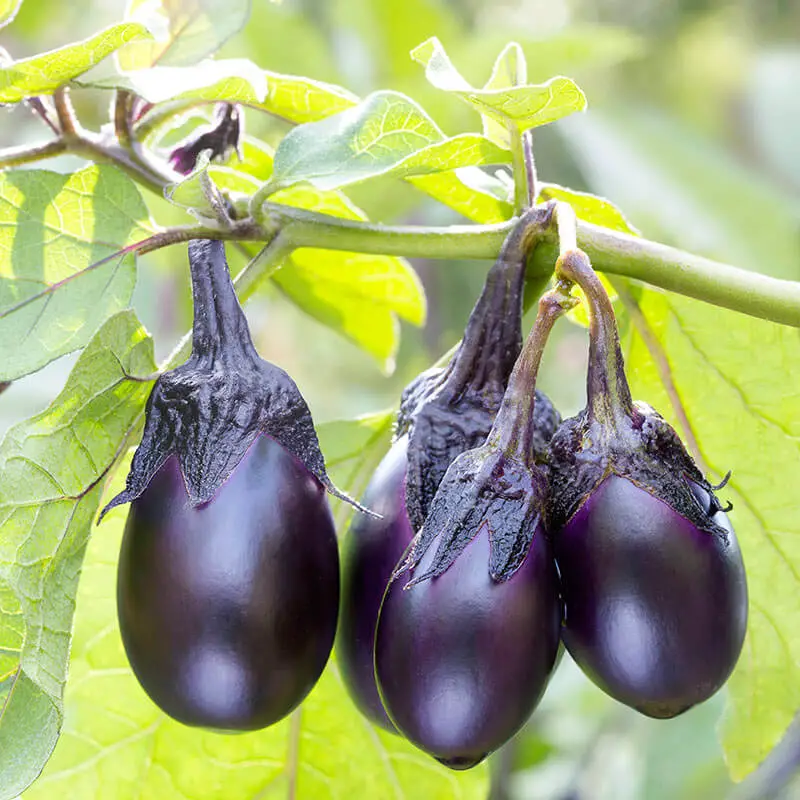 mini eggplant