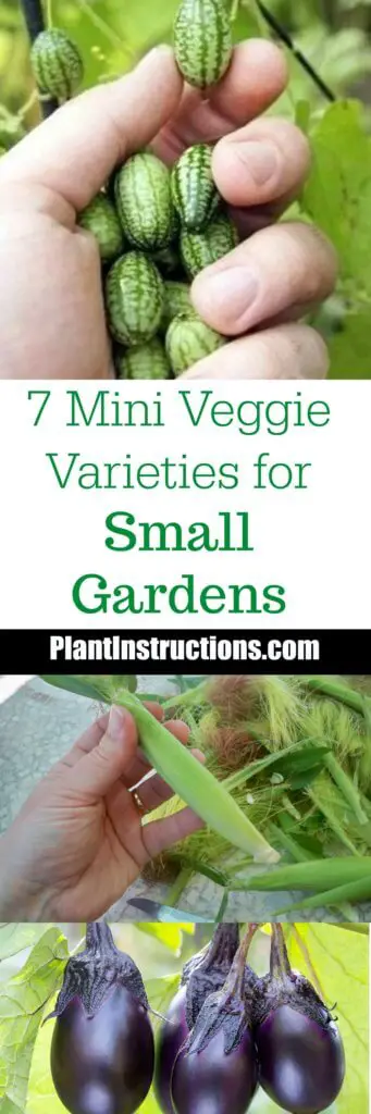 mini vegetable ideas