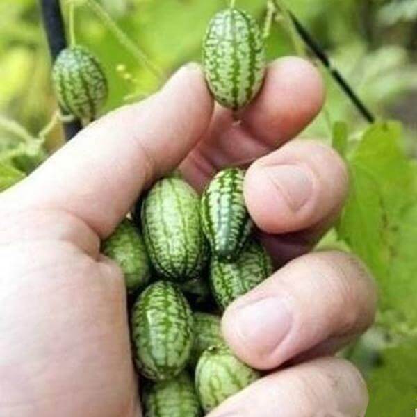 mini watermelon