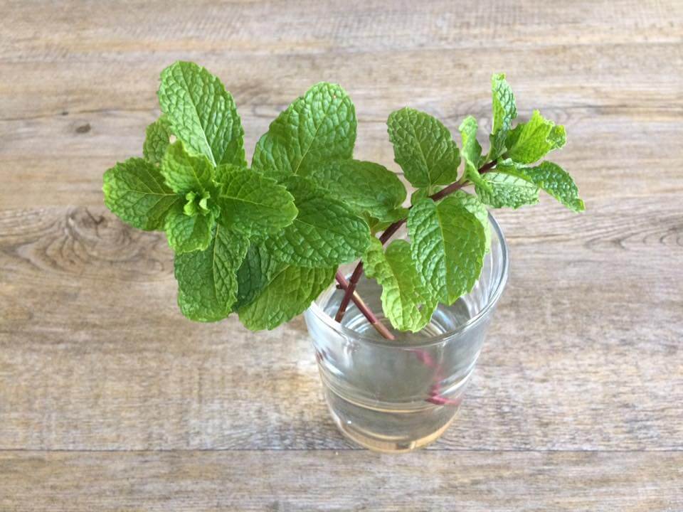 peppermint in water