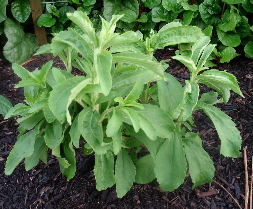 How To Grow Stevia Plants Plant Instructions