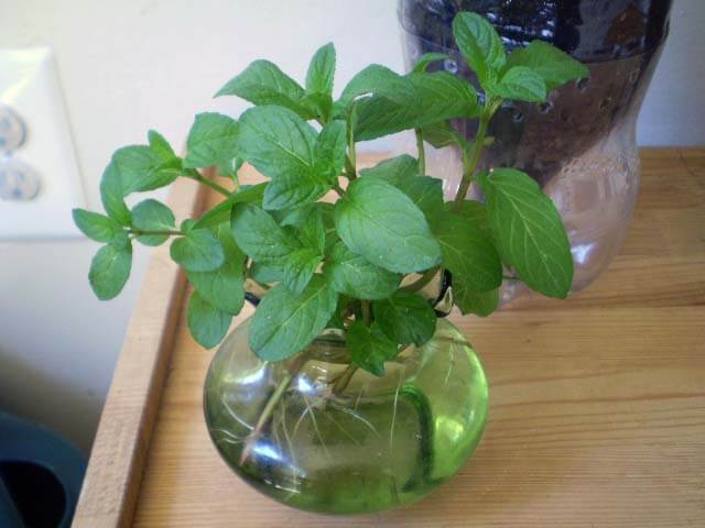 stevia in water