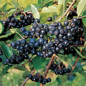 dwarf acai berry tree