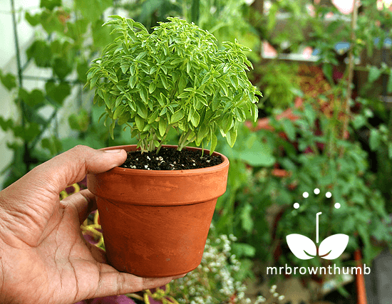 windowbox basil