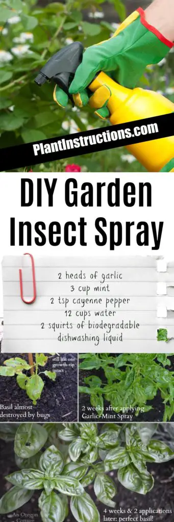 DIY Garden Insect Spray
