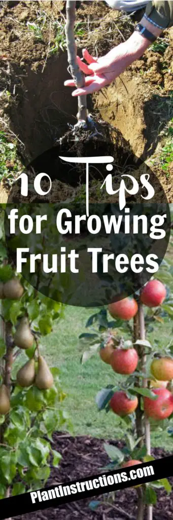 10 Tips for Growing Fruit Trees - Plant Instructions