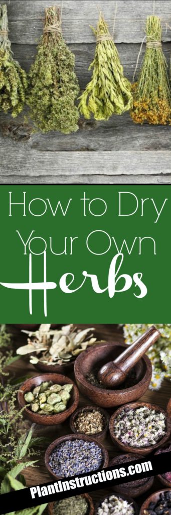 How To Dry Herbs A DIY Guide To Drying Fresh Herbs Plant Instructions   How To Dry Herbs 341x1024 