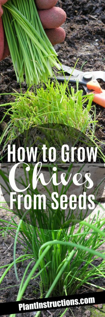 How to Grow Chives