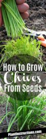 chives