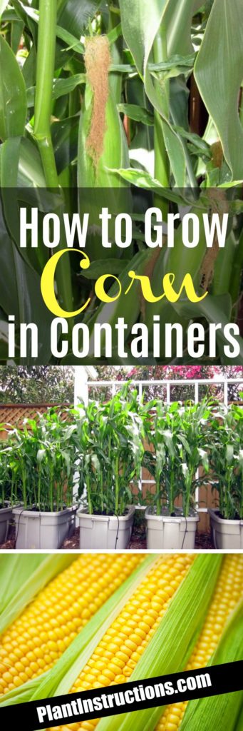 How to Grow Corn in Containers