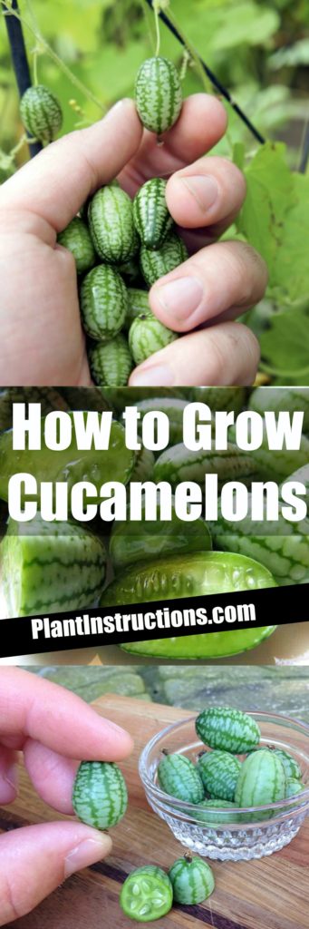 How to Grow Cucamelons