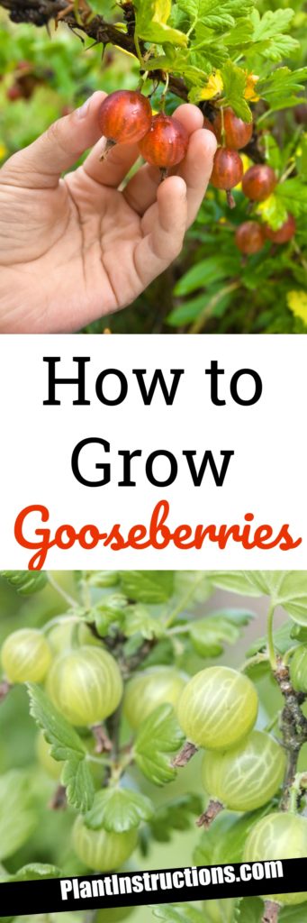 How to Grow Gooseberries