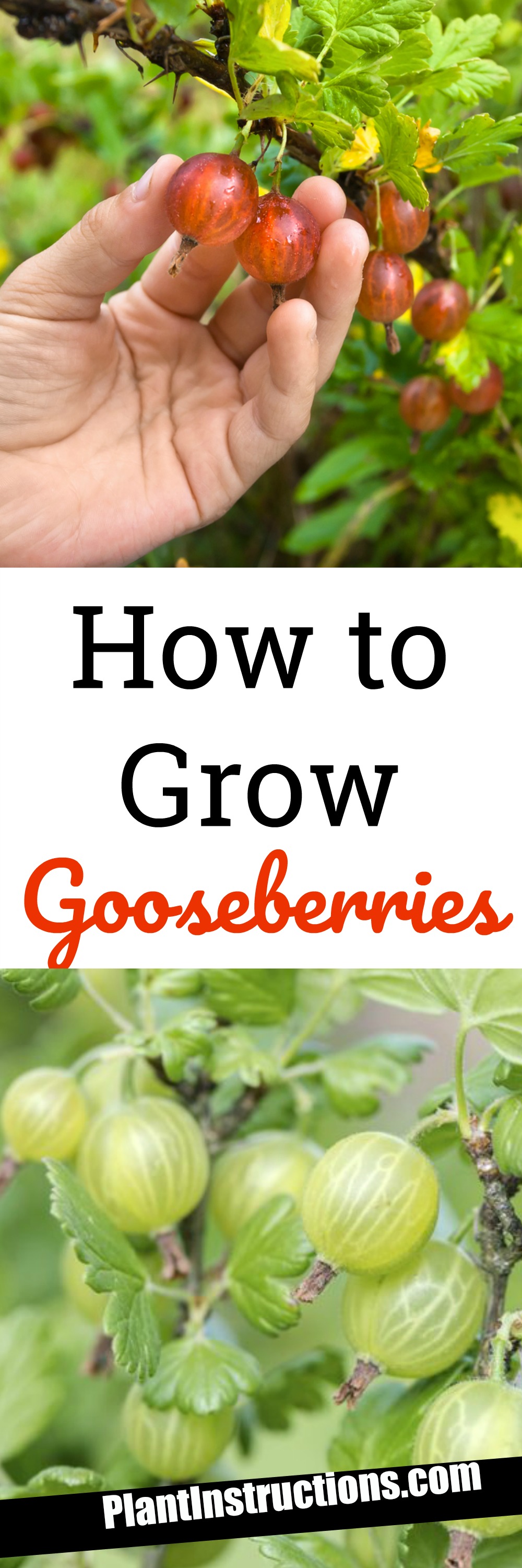 How To Grow Gooseberries In Your Garden Or In Pots - Plant Instructions