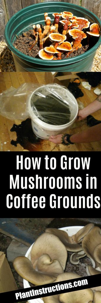 How to Grow Mushrooms