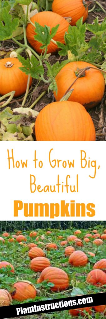 How to Grow Pumpkins