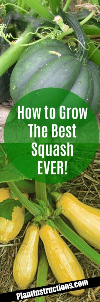 How to Grow Squash