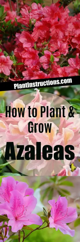 How to Plant Azaleas