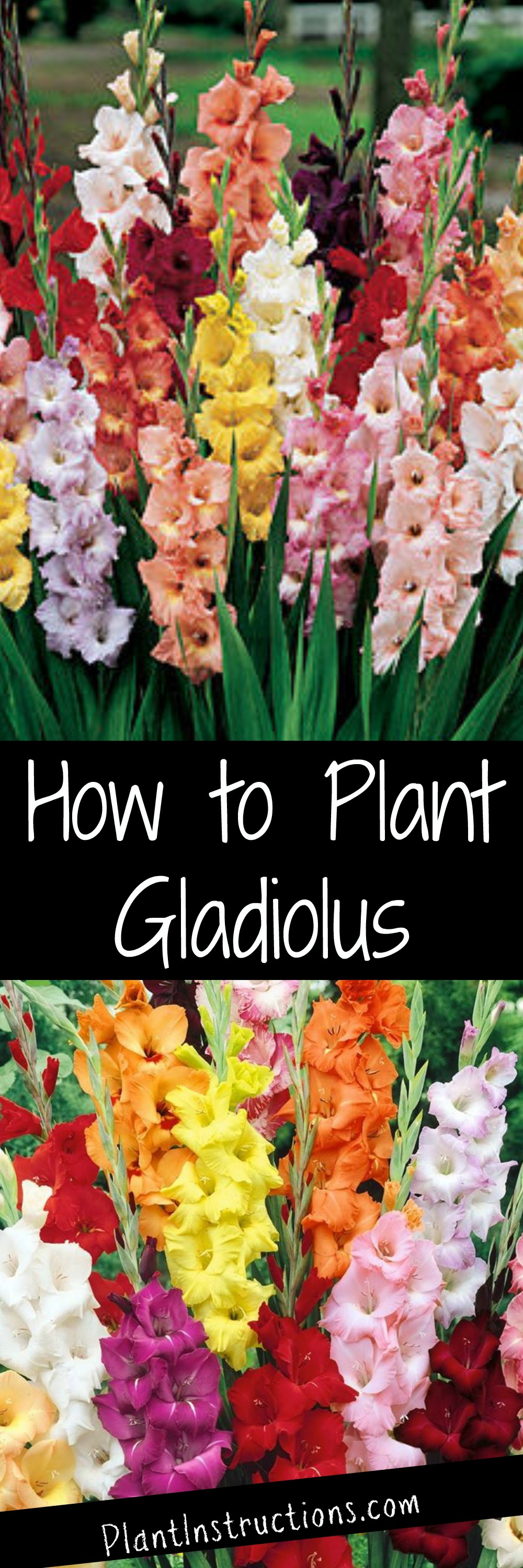 How to Plant Gladiolus Plant Instructions
