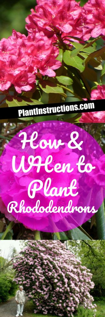 How to Plant Rhododendrons