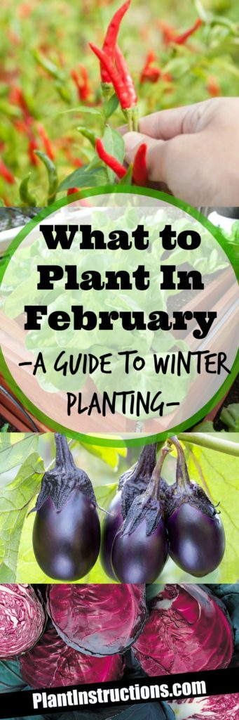 What to Plant in February