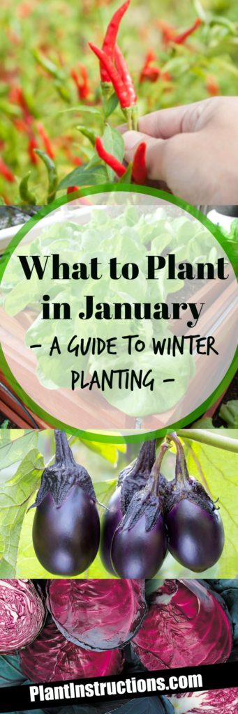 What to Plant in January