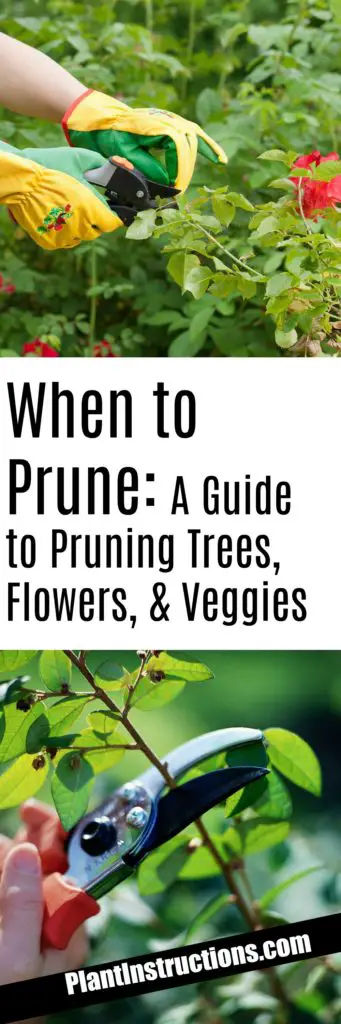 When to Prune