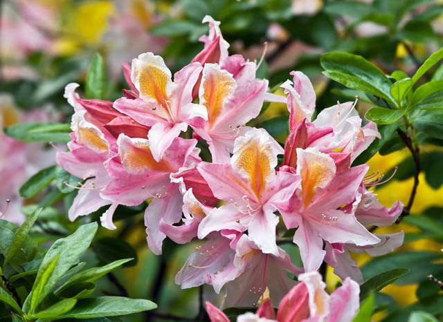 azalea flowers