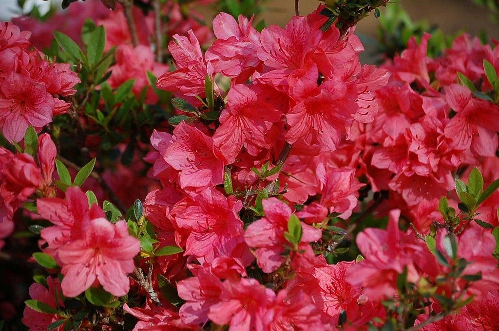 azaleas