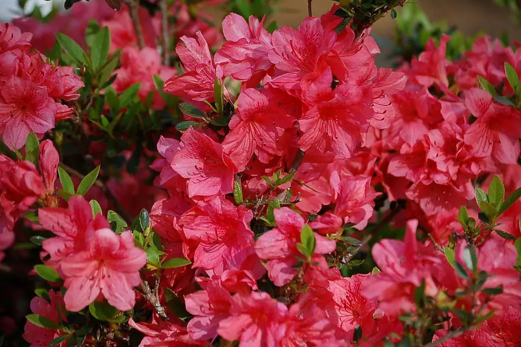 When do you plant azaleas information