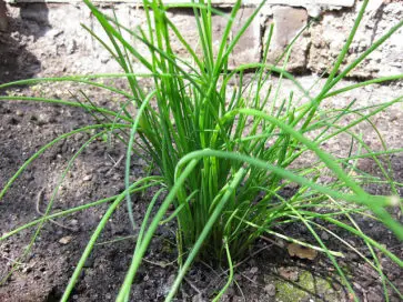 How to Grow Chives From Cuttings - Plant Instructions