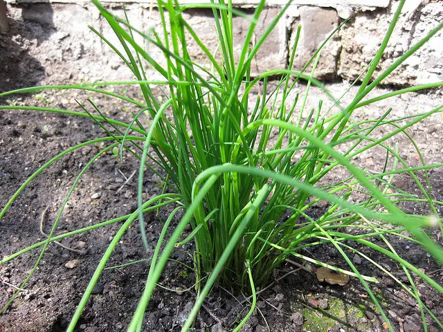 how to grow chives from cuttings