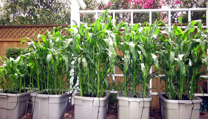 corn in containers