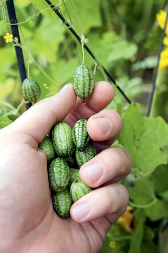 cucamelon harvest