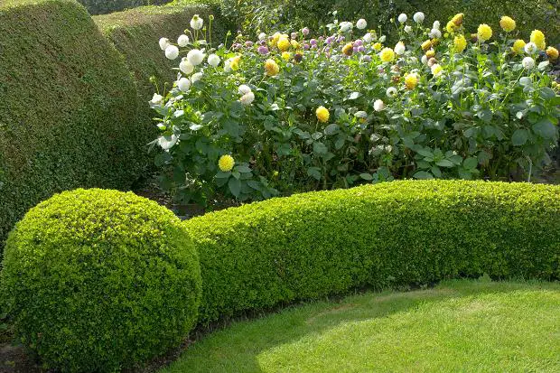 garden hedges
