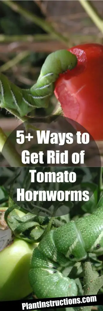 get rid of tomato hornworms